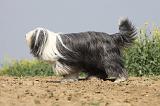 BEARDED COLLIE 166